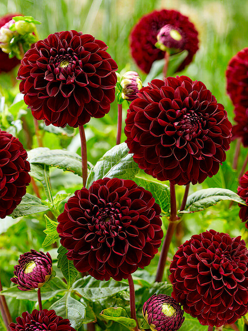 Dahlia ‘Dark Spirit’ i blom i rabatt
