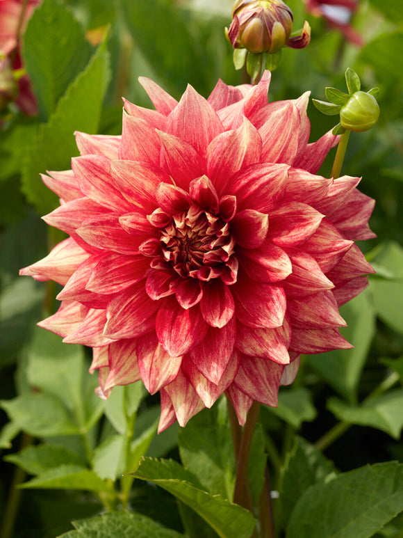 Dekorativ dahlia Dazzling Magic i sommarblomning