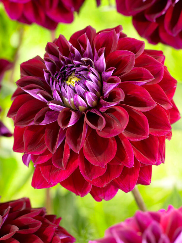 Närbild på Dahlia Diva i plommonlila nyanser