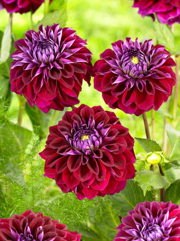 Dahlia Diva med mörkt vinröda blommor