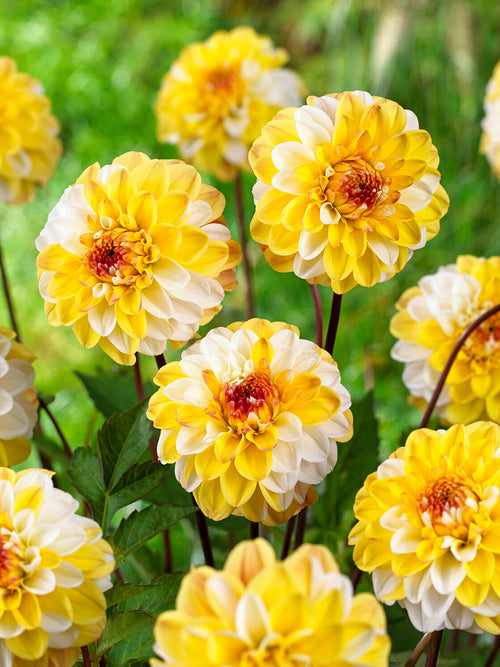 Närbild på Dahlia Double Jill i mjuka toner