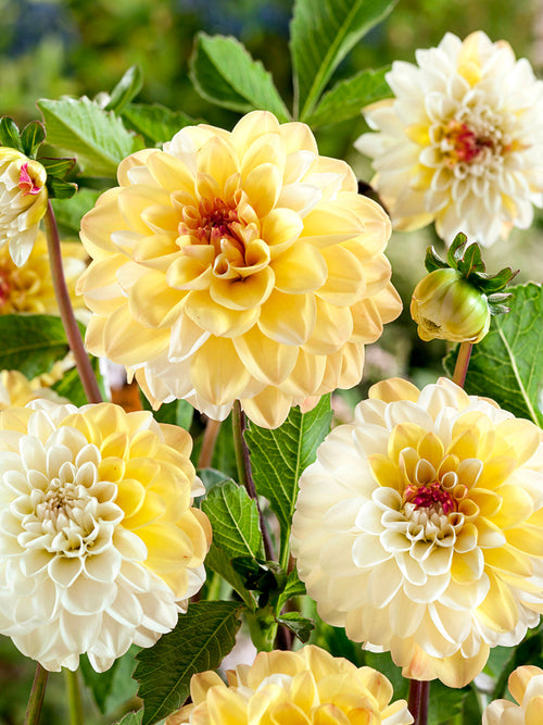 Dahlia med krämvita och smörgula kronblad