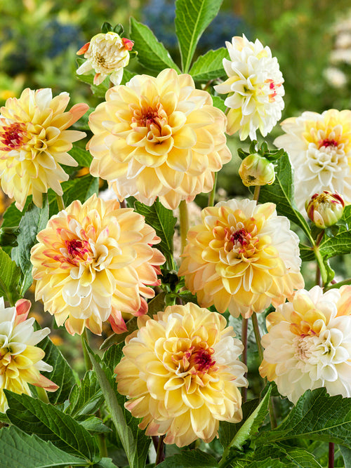Double Jill som snittblomma i bukett