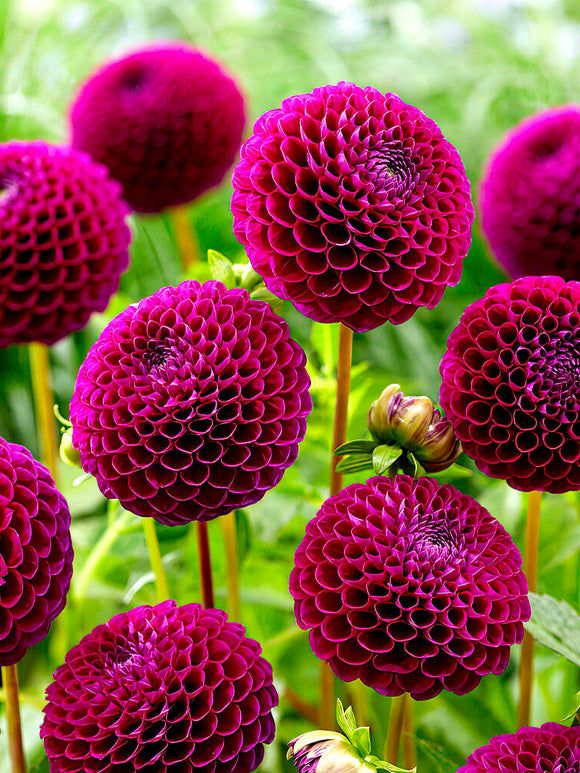 Dahlia ‘Downham Royal’ i rabatt