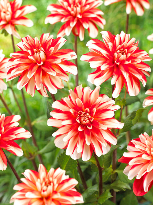 Dahlia Dynamite