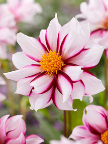 Dahlia 'Edge of Joy'
