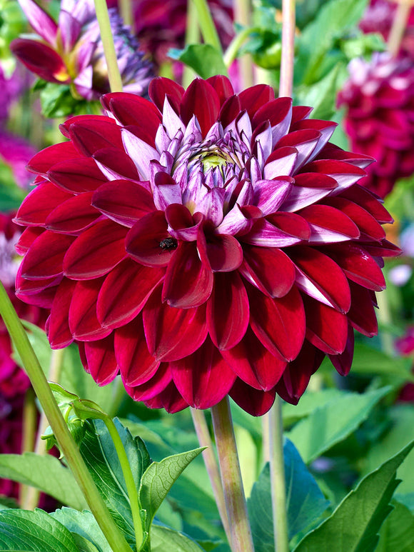 Dahlia Embassy dahliaknölar