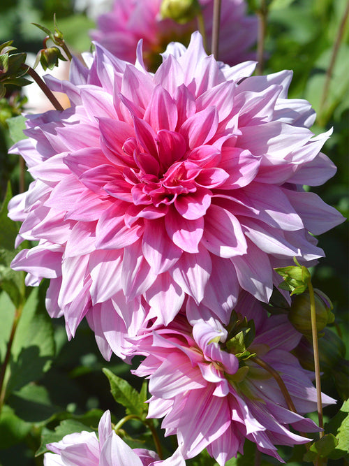 Vårplantering Dahlia Emory Paul