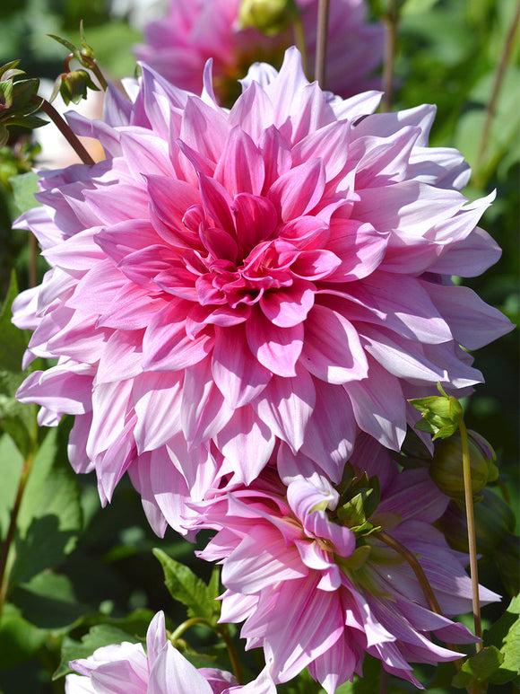 Vårplantering Dahlia Emory Paul