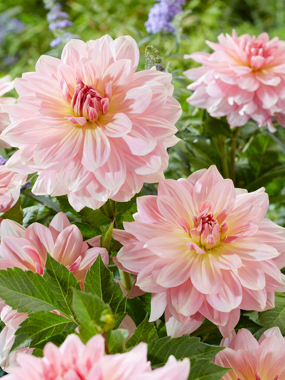 Dekorativdahlia Fairway Pilot i blomrabatt