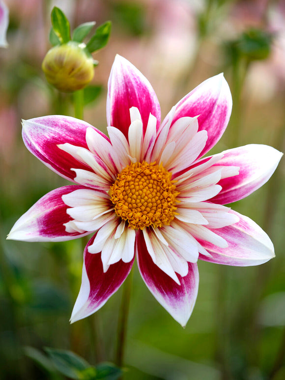 Närbild på Dahlia Fashion Monger blomma med tvålagers struktur vit inre krage och varmt gult centrum