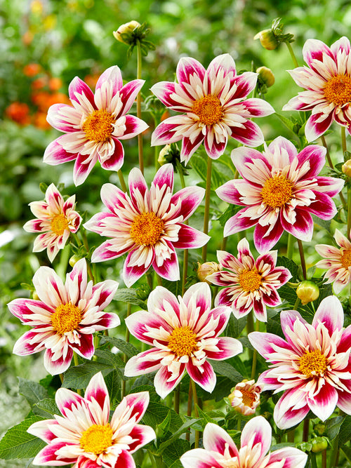 Halskråsdahlia (collarette) Fashion Monger i full blom med mörkröda och krämfärgade kronblad attraktiv för bin och pollinatörer