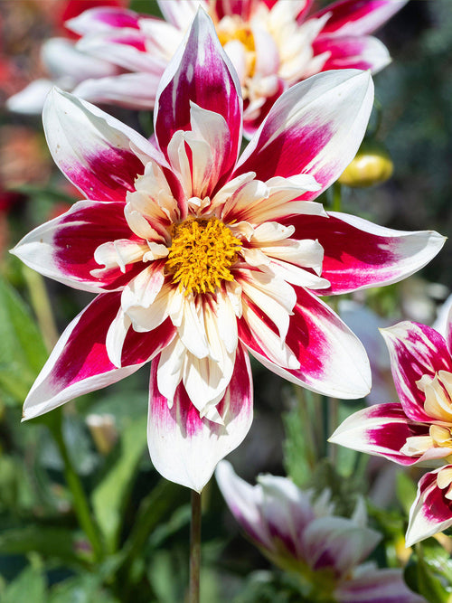 Dahlia Fashion Monger odlad från knöl med karakteristiska tvåfärgade blommor som blommar från juli till första frosten