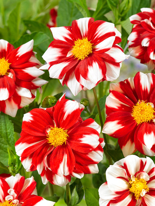 Dekorativ Dahlia Fire and Ice