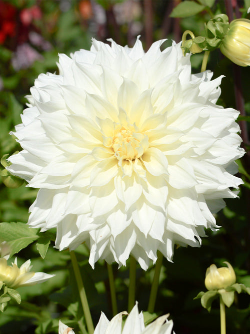 Vårplantering Dahlia Fleurel