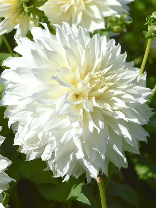 Dekorativdahlia Fleurel