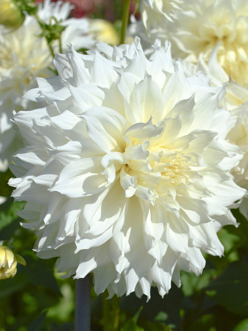 Dahlia Fleurel | DutchGrown™ Sverige