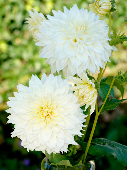 Dahlia Fleurel
