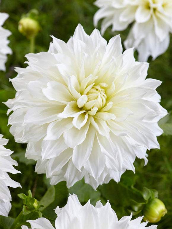 Dekorativdahlia Fleurel