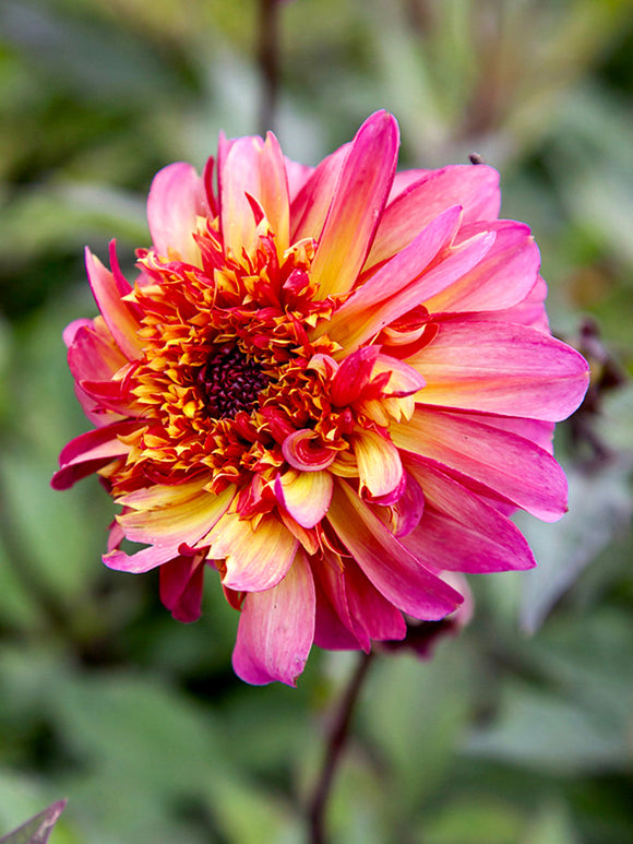 Dahlia Floorinoor odlad från knöl med karakteristiska tvåfärgade blommor som blommar från juli till första frosten