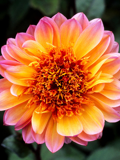 Anemonblommande dahlia Floorinoor i full blom med varma rosa orange toner och mörkgrönt bladverk i trädgård