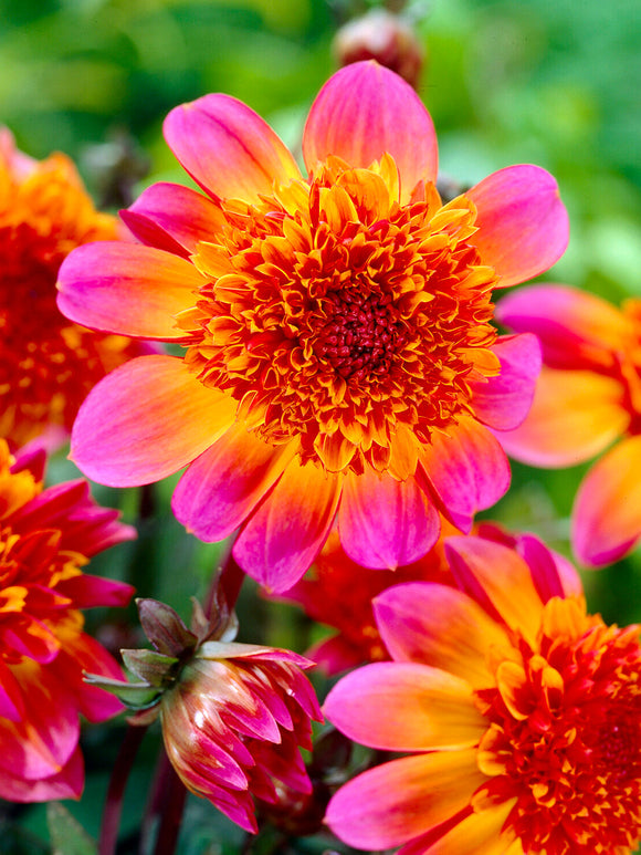 Dahlia Floorinoor anemonblommande dahlia med stora magentarosa kronblad och tätt kupat kopparorange centrum i sommarrabatt