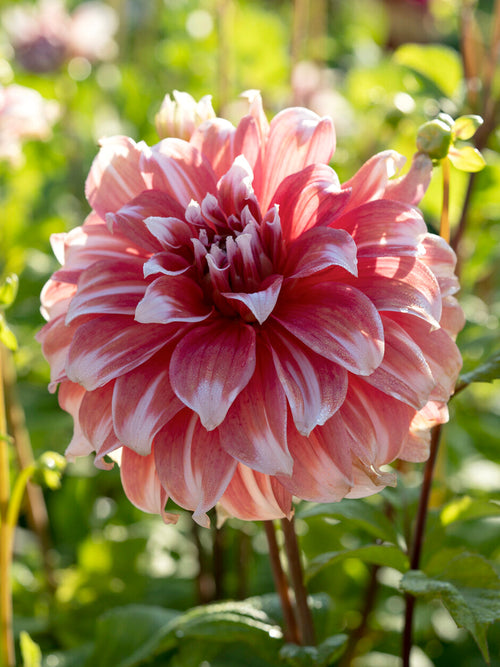 Dahlia Frost Nip som blickfång i rabatten