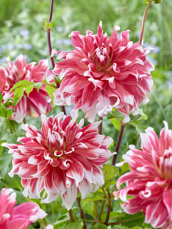 Storblommig dinnerplate-dahlia Frost Nip