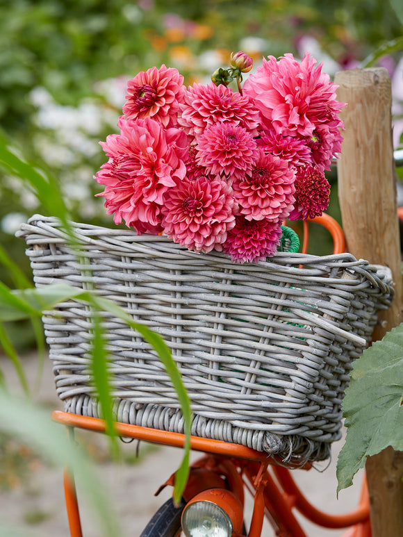 Dahlia Fuchsia Whisper Collection in bloom