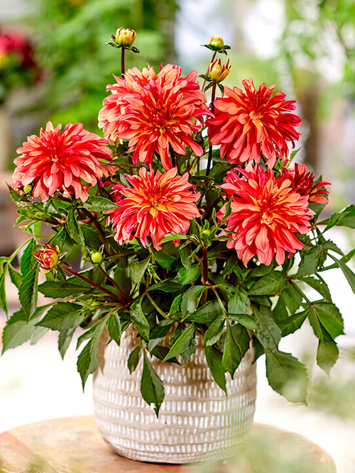 Dahlia Gallery Art Deco - dahliaknölar