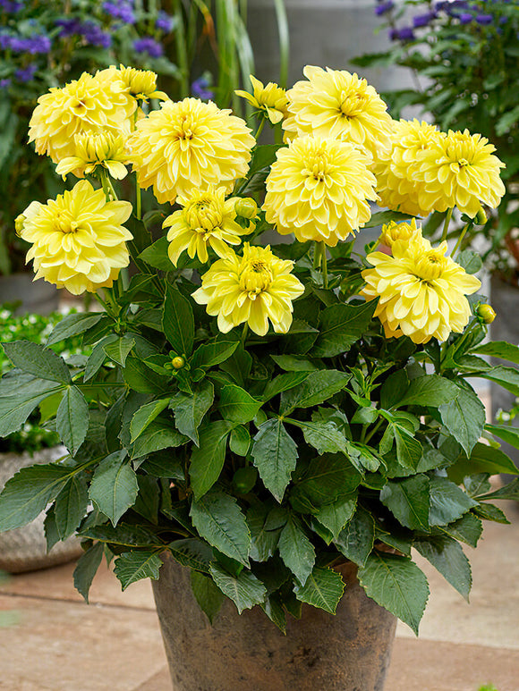 Dahlia 'Gallery Serenade' | Köp knölar online