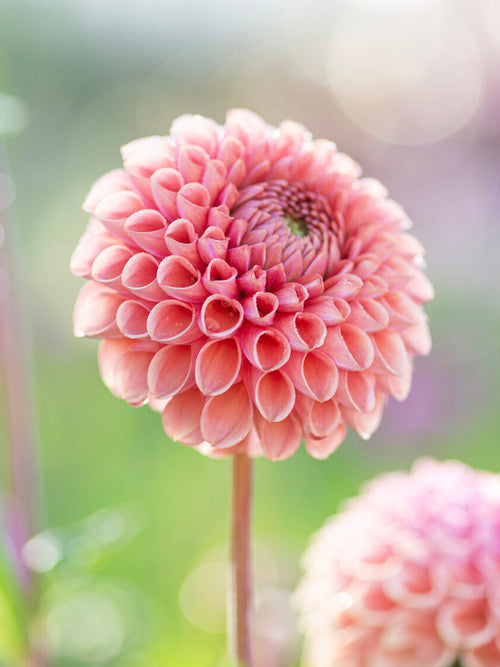 Dahlia Cornel Salmon med laxfärgade blommor