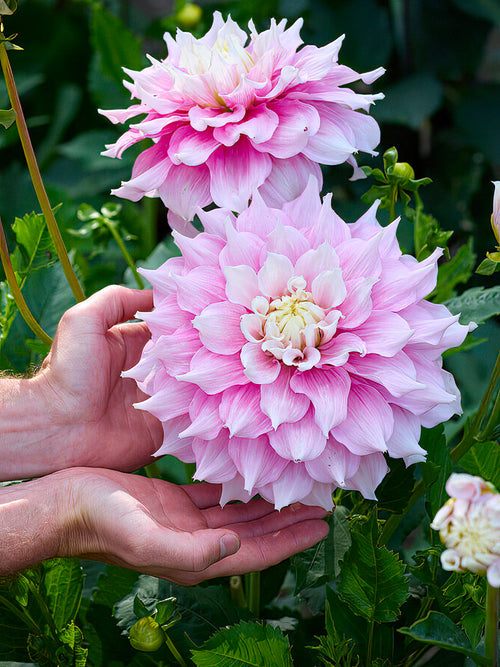 Informell dekorativ dahlia 'Gitt's Perfection' i full blom