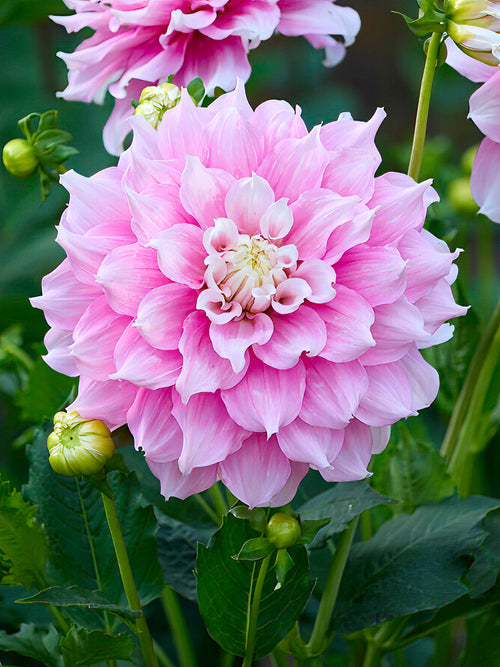 Dahlia 'Gitt's Perfection' i ljusrosa och krämvitt