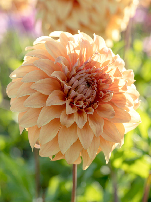 Närbild på Dahlia Great Hercules i persika och aprikos