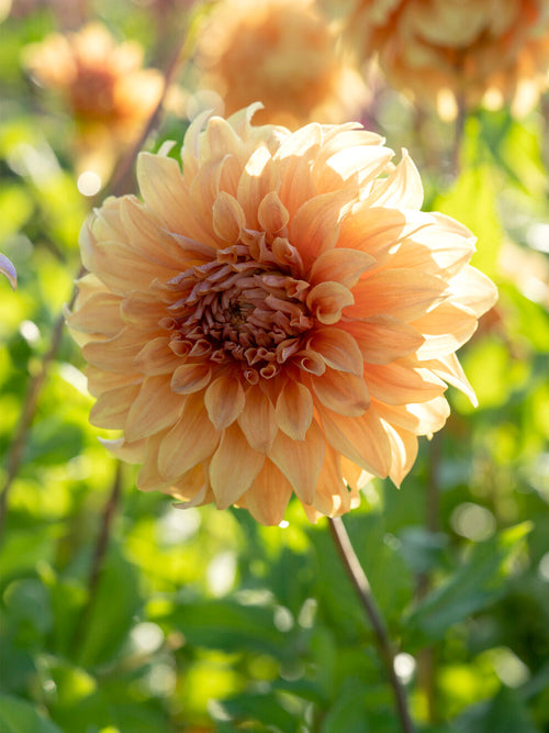 Dahlia Great Hercules som blickfång i rabatten