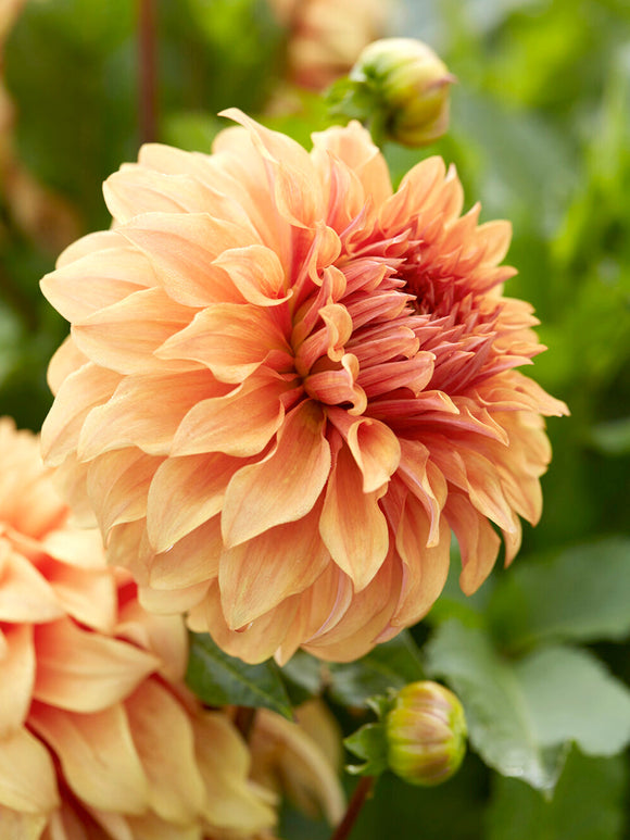 Dahlia Great Hercules med enorm aprikosfärgad blomma