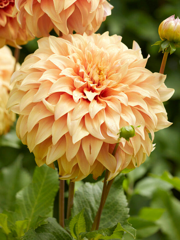 Dahlia Great Hercules med enorm aprikosfärgad blomma