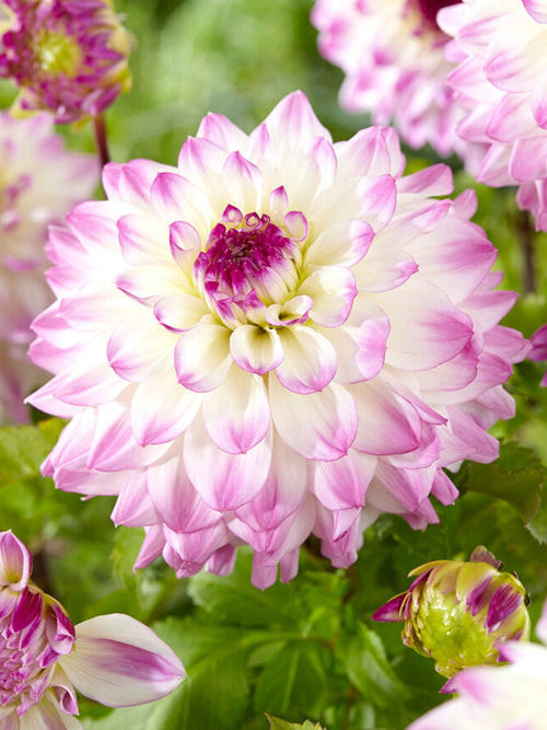 Tallriksdahlia Hapet Blue Eyes