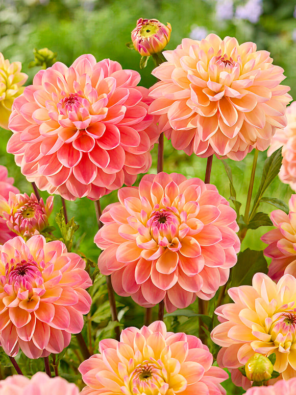 Dahlia 'Hapet Pastel' i trädgårdsrabatt
