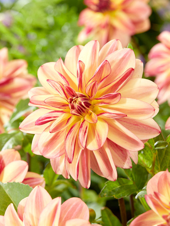 Pollinatörsvänlig dahlia med gyllene mitt