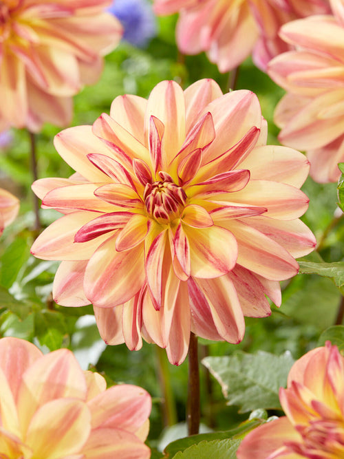 Aprikosrosa dahlia som lockar bin och fjärilar