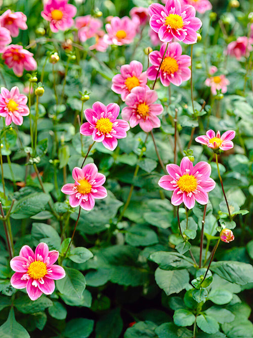 Dahlia ‘Hartenaas’ i trädgårdsrabatt