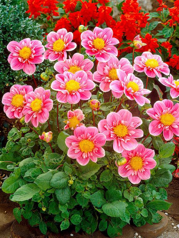 Dahlia ‘Hartenaas’ rosa med gul mitt