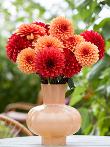 Dahlia Harvest Sunset Kollektion