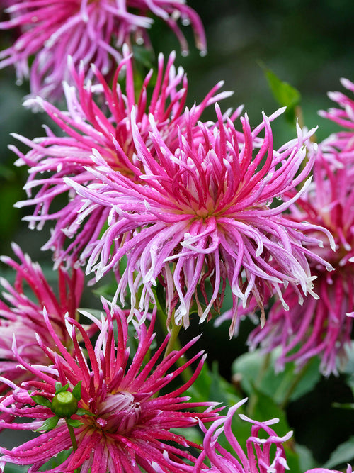 Magentafärgad spindeldahlia i blom