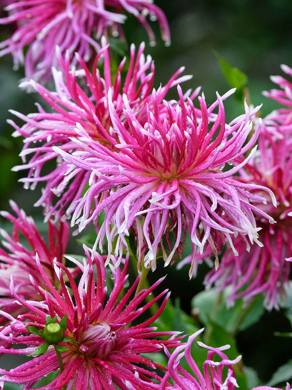 Magentafärgad spindeldahlia i blom