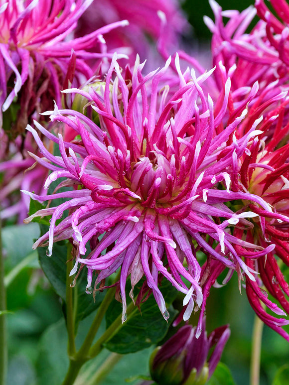 Dahlia i cottage garden med luftiga blommor
