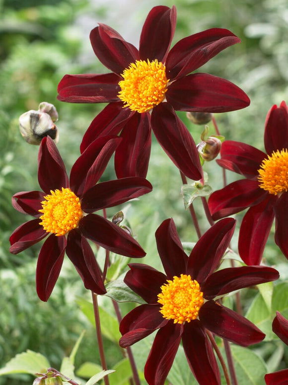 Dahlia Verrone's Obsidian' (Honka Black)