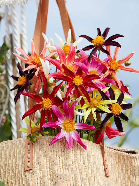 Närbild av Dahlia Honka Harmony-blommor